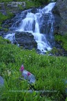 waterfall, Colorado, San Juan Mountains, flower, water